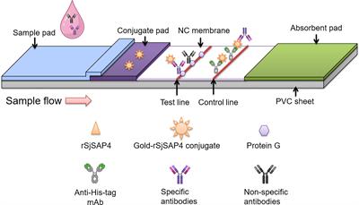 Development and assessment of a novel gold immunochromatographic assay for the diagnosis of schistosomiasis japonica